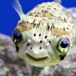 skaut-zaujimavosti-smiling-animal-1