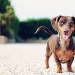 skaut-zaujimavosti-smiling-animal-10