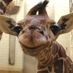 skaut-zaujimavosti-smiling-animal-11