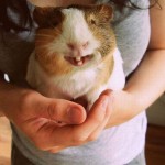 skaut-zaujimavosti-smiling-animal-12