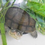 skaut-zaujimavosti-smiling-animal-24