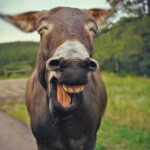 skaut-zaujimavosti-smiling-animal-25