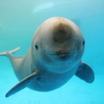 skaut-zaujimavosti-smiling-animal-27