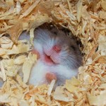 skaut-zaujimavosti-smiling-animal-29